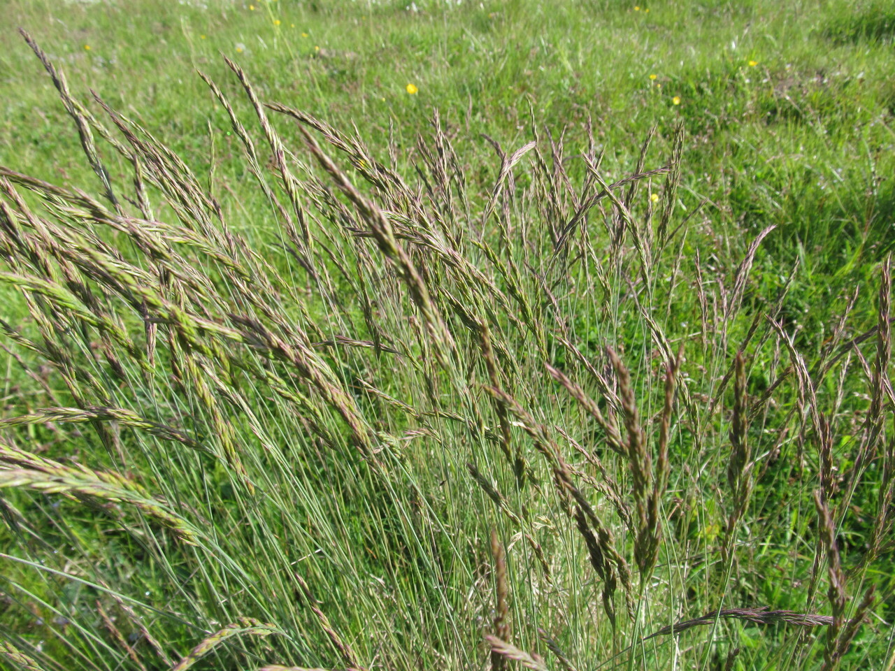 Imagem de Festuca azul