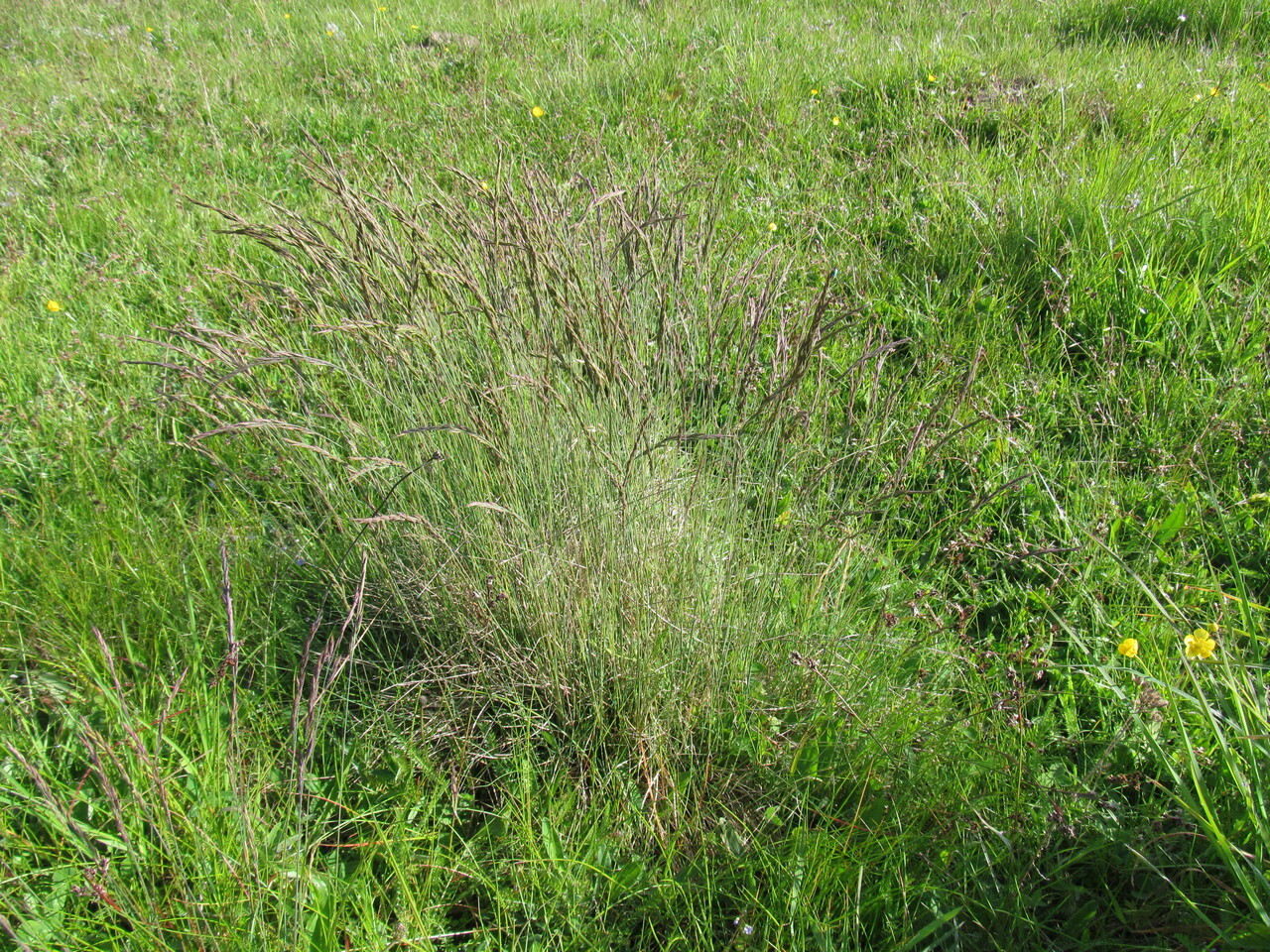 Imagem de Festuca azul