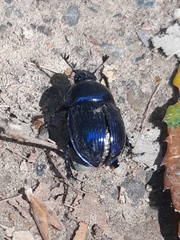 Phelotrupes auratus