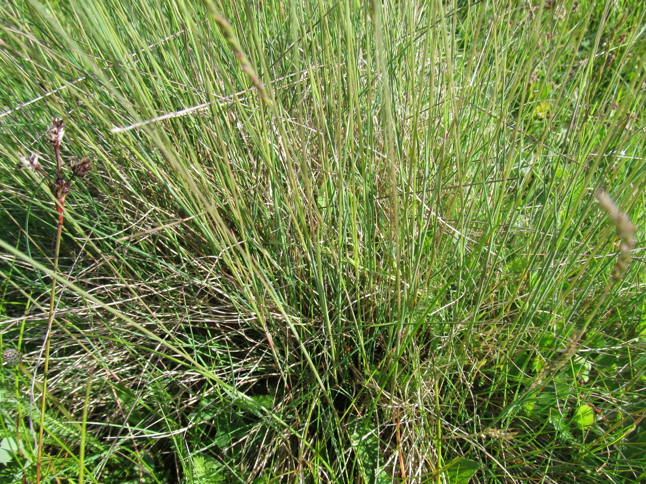 Imagem de Festuca azul