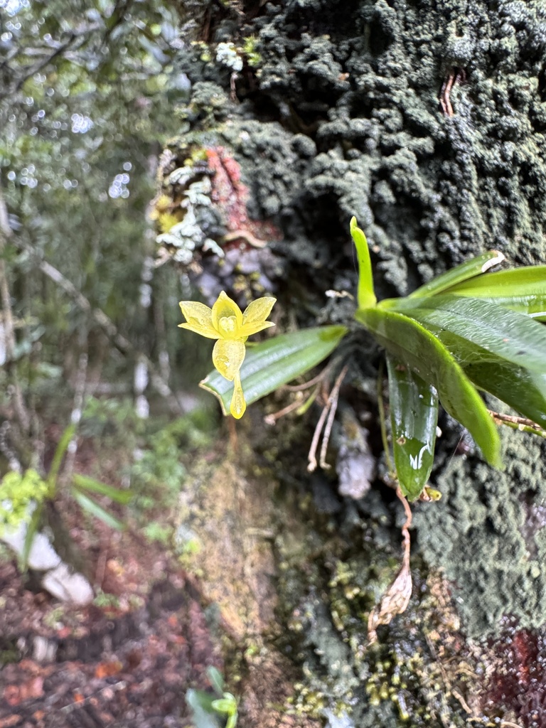 Angraecum ochraceum (Ridl.) Schltr.