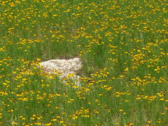 Helenium amarum badium