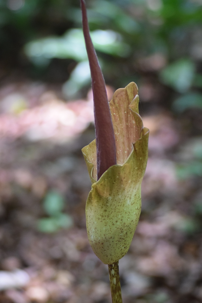 Amorphophallus calcicola