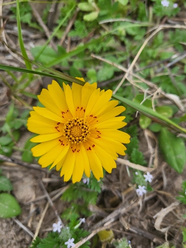 Image of Coreopsis nuecensoides by (c) Nicole, some rights reserved (CC BY)