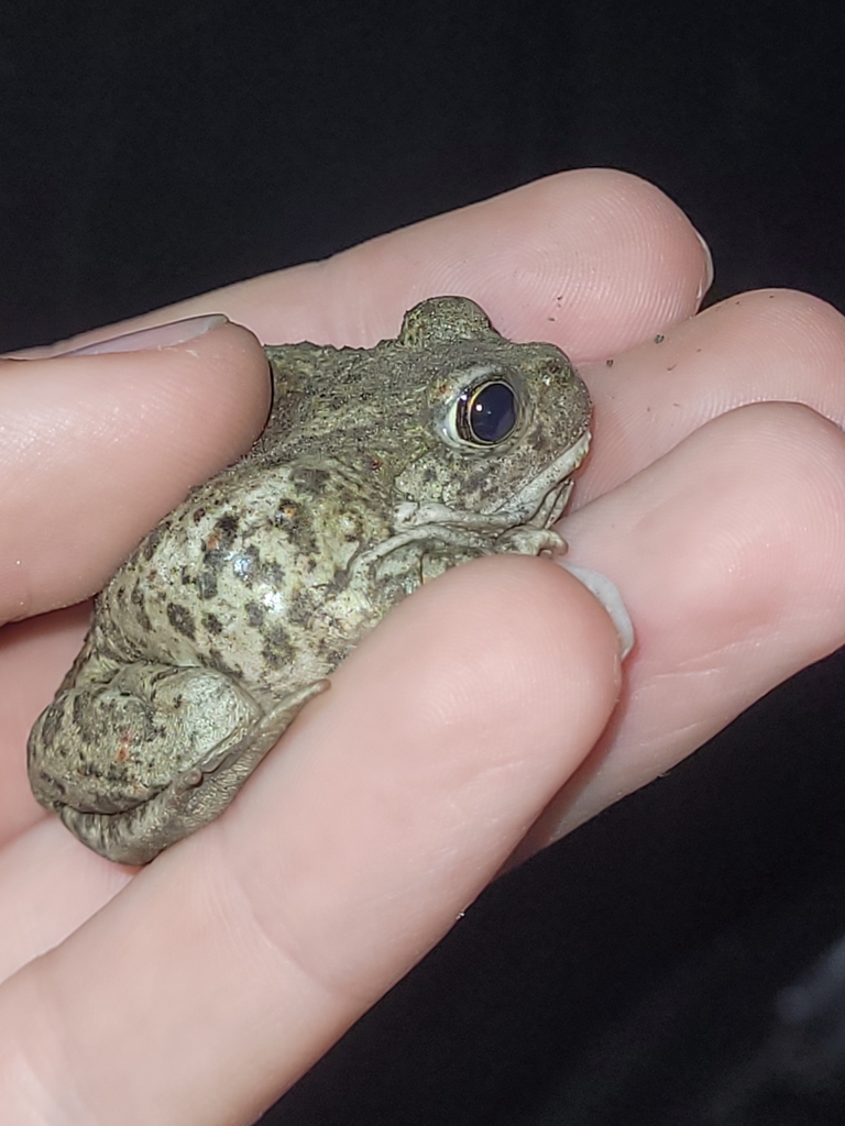 Spea intermontana in 5월 2024 by RJ Baltierra · iNaturalist Spea intermontana