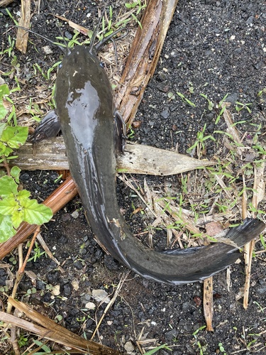 Catfish (Clarias fuscus) — Clariidae — 5