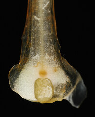 Isoetes howellii image