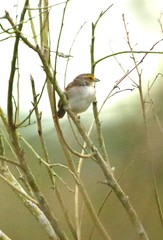 Ammodramus aurifrons