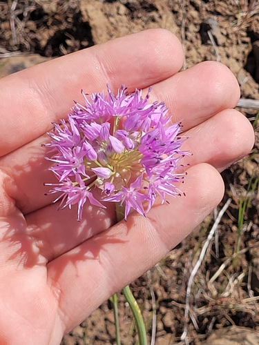 Douglas' onion (Allium douglasii)