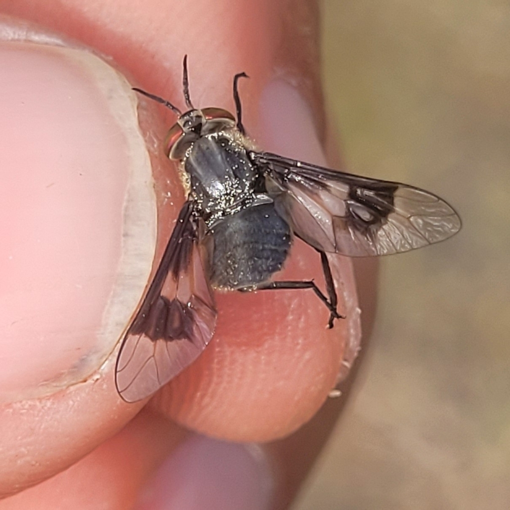 Benign Deer Fly