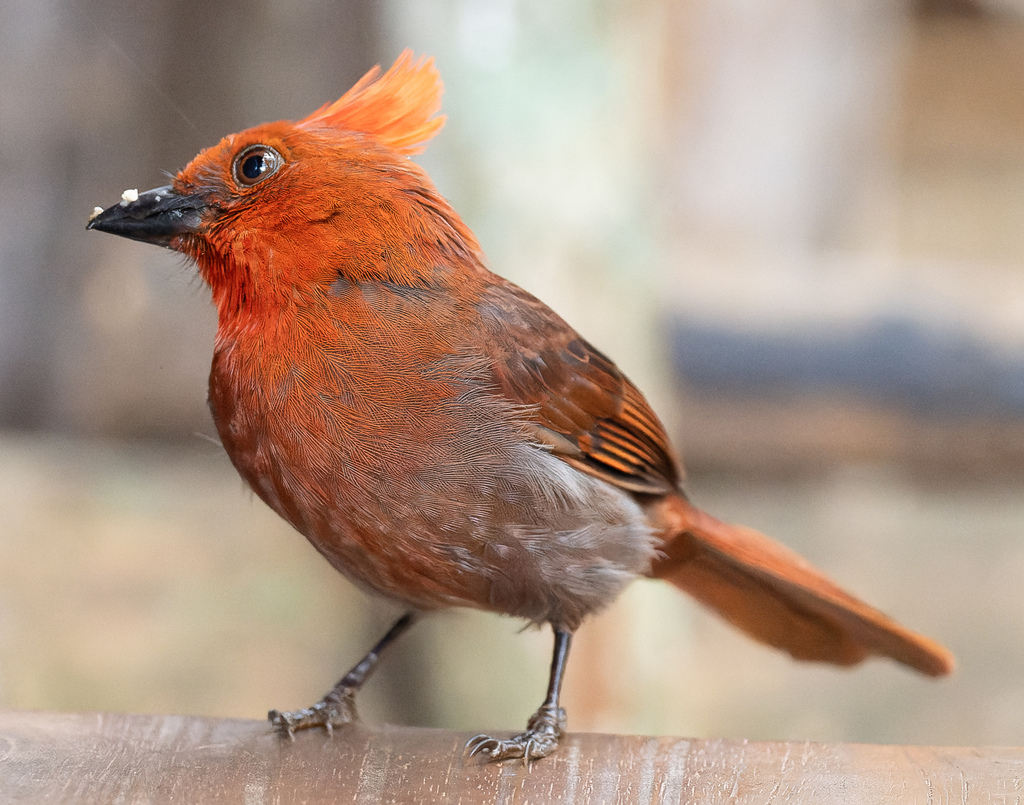 Crested Ant-Tanager photo
