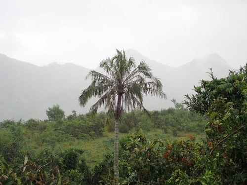 Palm (Ravenea musicalis)