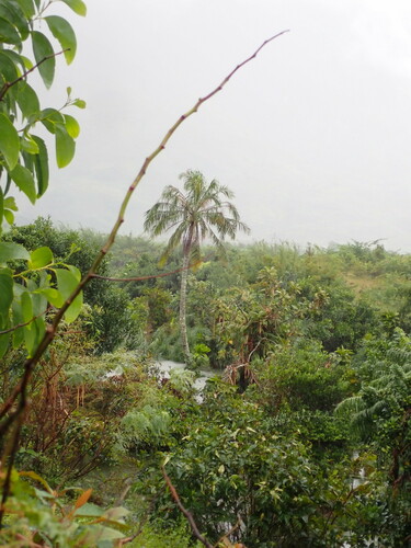 Image of Ravenea musicalis by (c) Louis Aureglia, some rights reserved (CC BY)