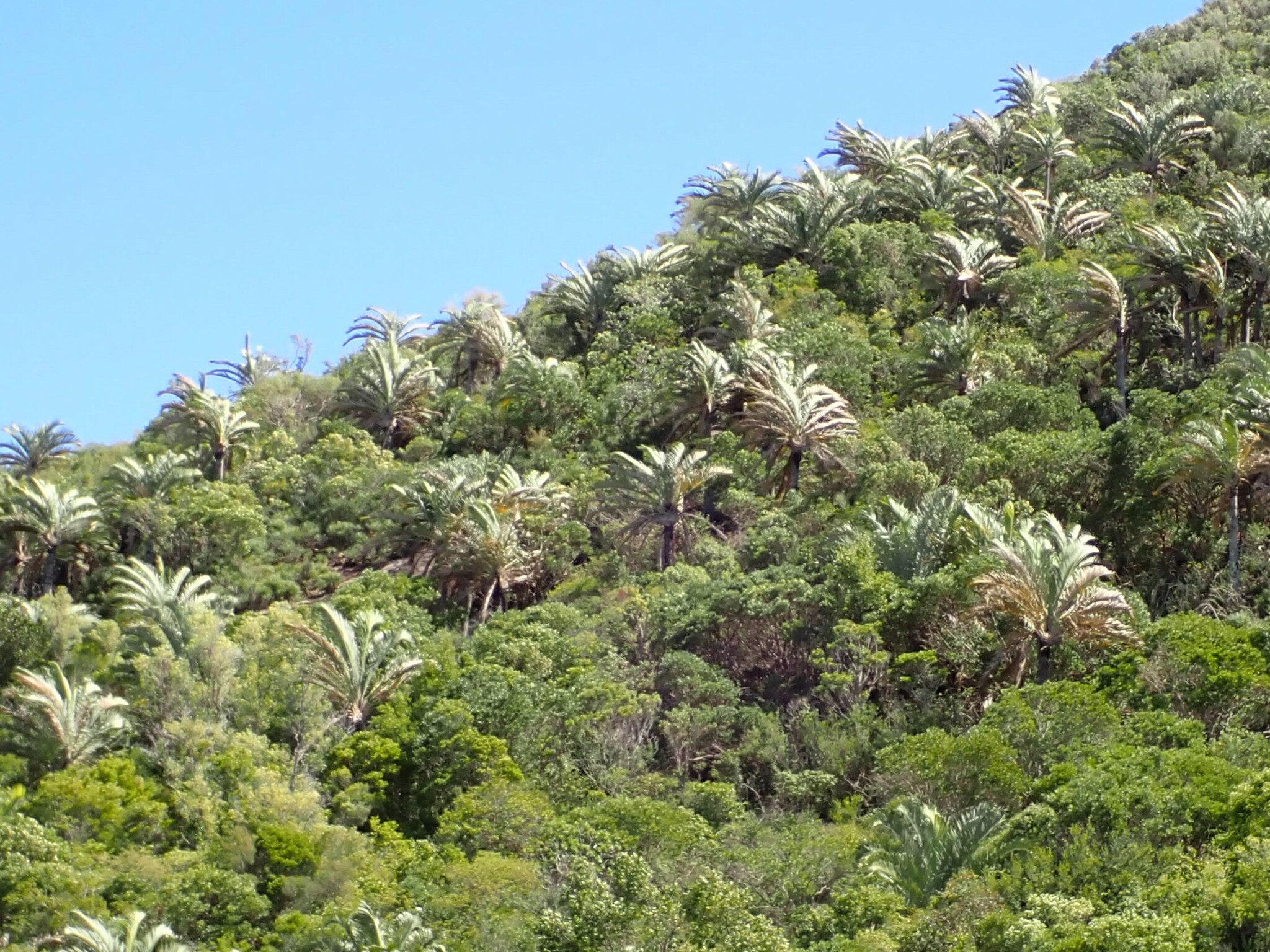 Imagem de Palmeira triangular