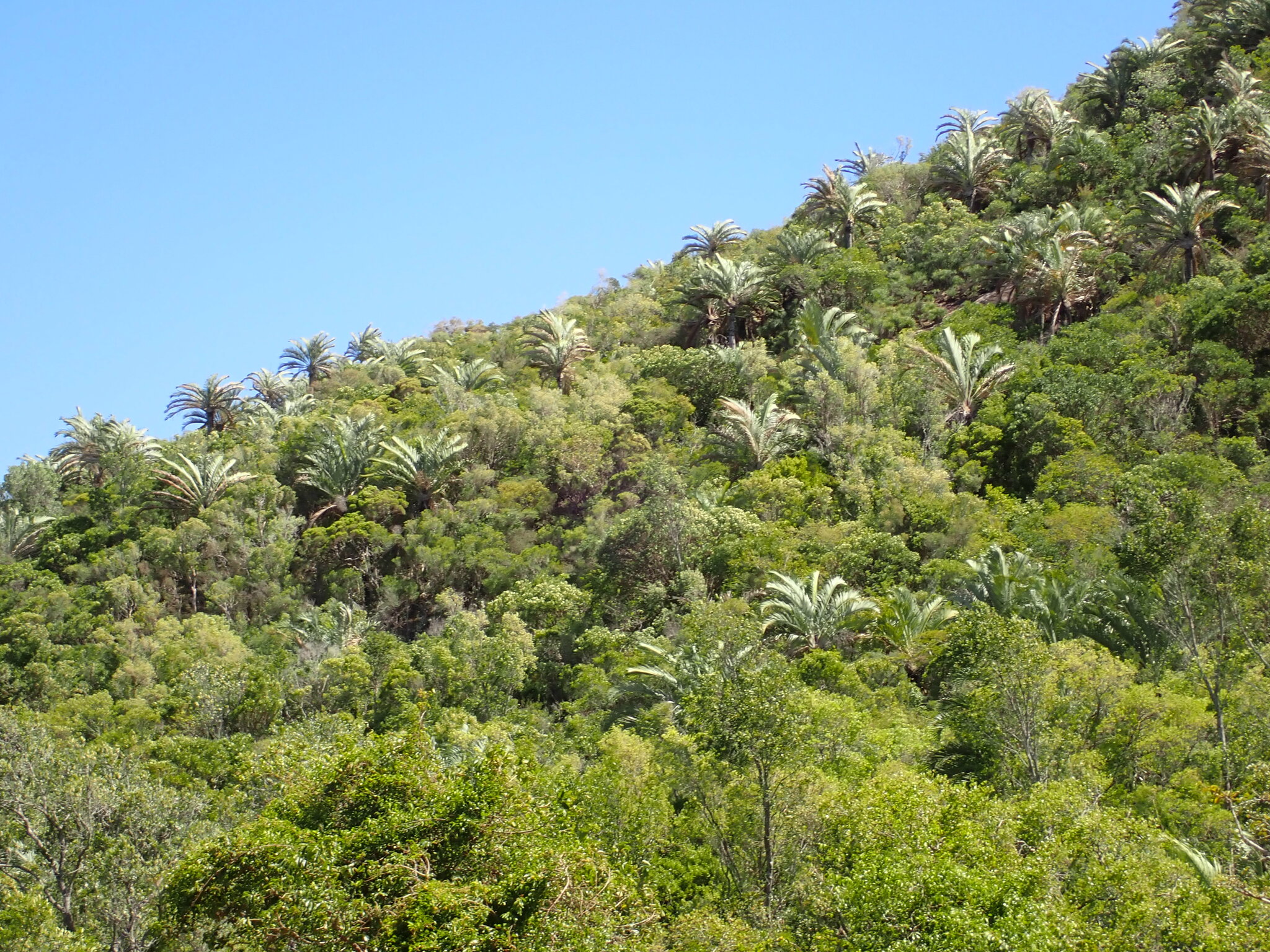Imagem de Palmeira triangular