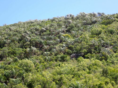 Foto de Palmeira triangular