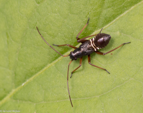 Nuostabioji žolblakė nuotrauka
