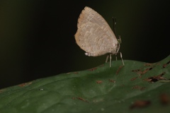 Miletus biggsii
