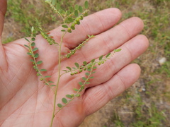 Phyllanthus abnormis