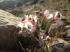 Alstroemeria magnifica