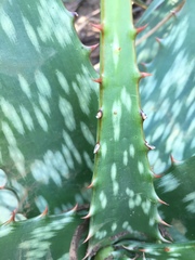 Aloe transvaalensis