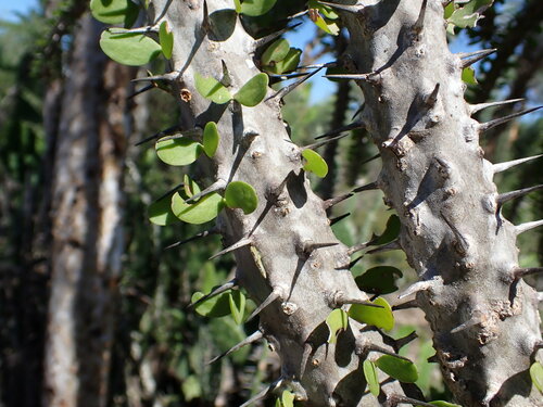 Image of Alluaudia procera by (c) Louis Aureglia, some rights reserved (CC BY)