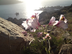 Alstroemeria magnifica
