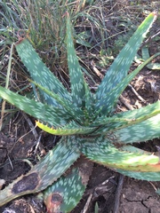 Aloe transvaalensis