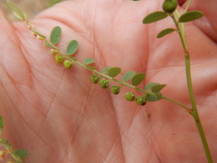 Phyllanthus abnormis