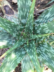 Aloe transvaalensis