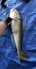 Lopholatilus chamaeleonticeps