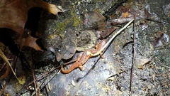 Pseudotriton montanus montanus