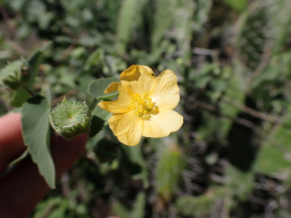 Abutilon pseudocleistogamum (Abutilon pseudocleistogamum)