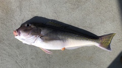 Lopholatilus chamaeleonticeps
