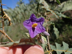 Devil's Thorn (Solanum pyracanthos)