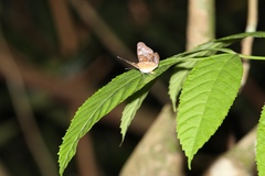 Lebadea martha parkeri