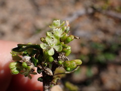 Indian Chickweed (Mollugo decandra)