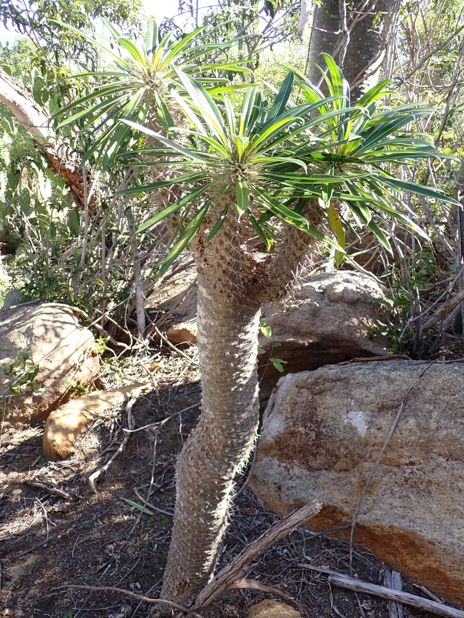 Imagem de Pachypodium