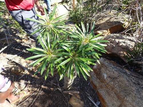 Foto de Pachypodium