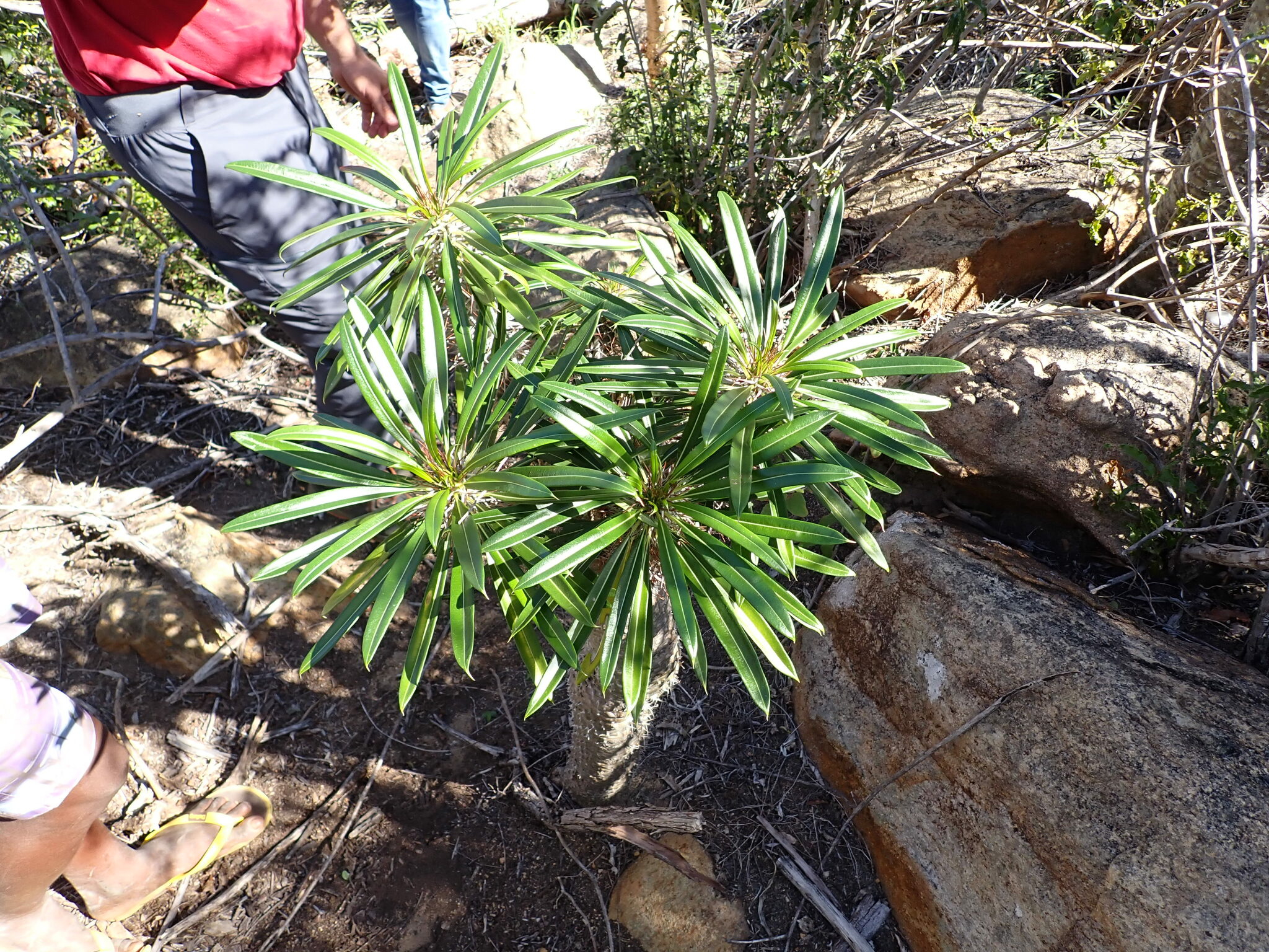 Imagem de Pachypodium