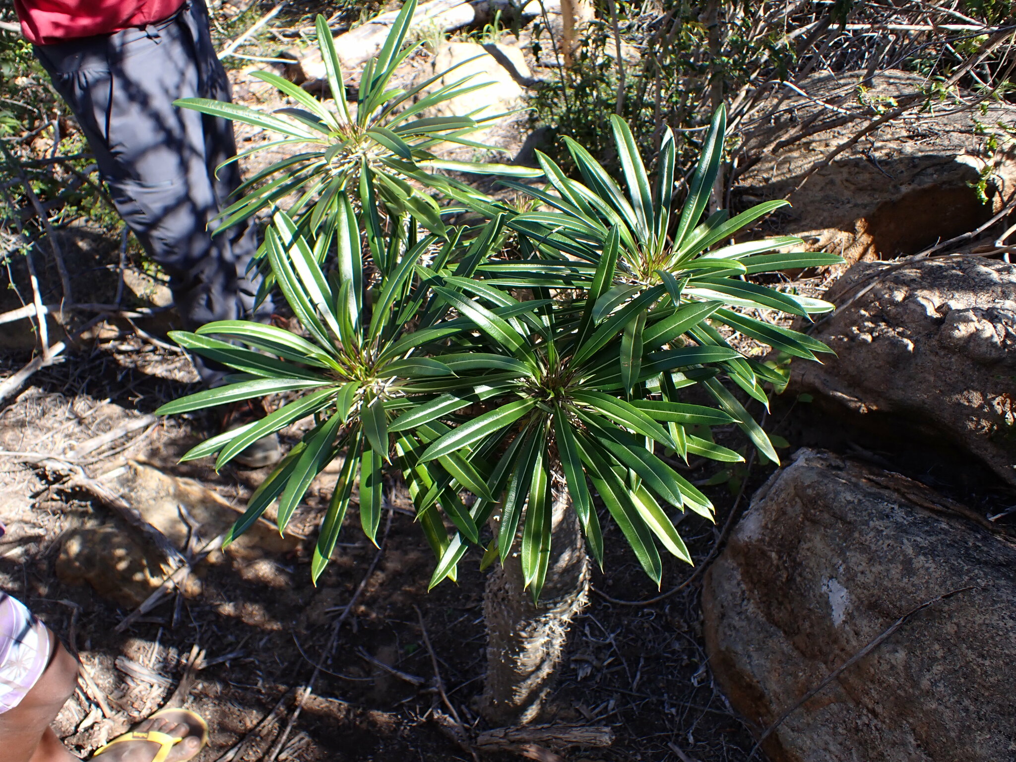 Imagem de Pachypodium