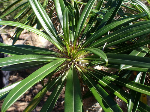 Foto de Pachypodium