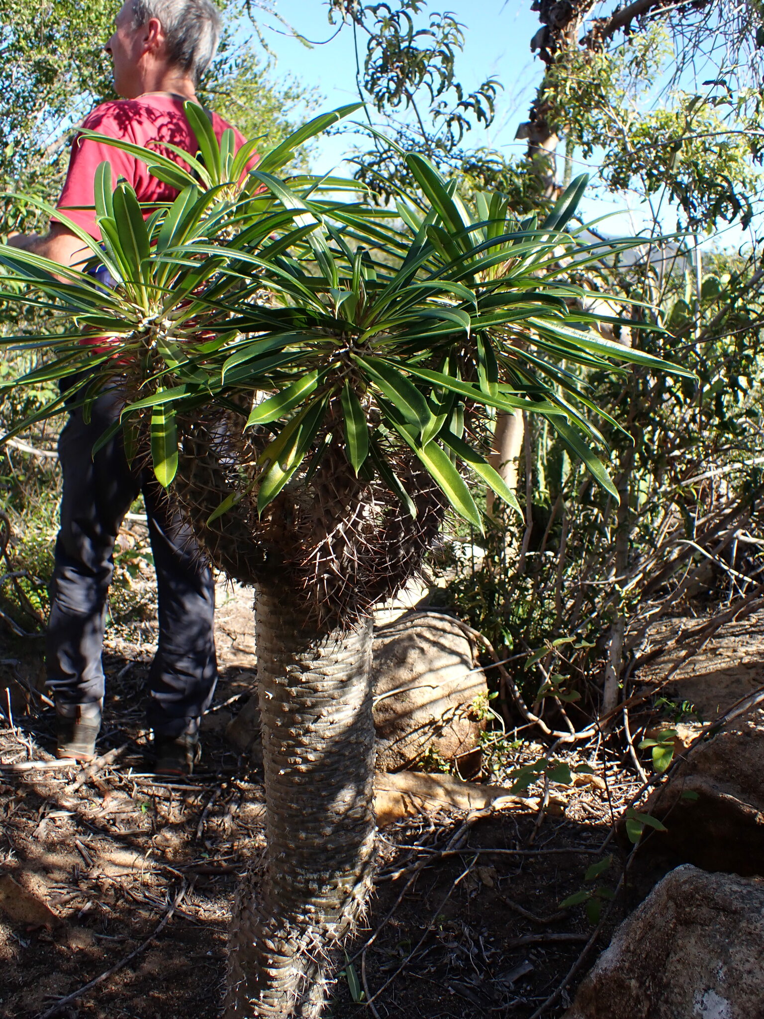 Imagem de Pachypodium
