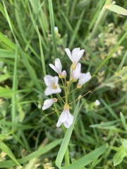 Cardamine pratensis