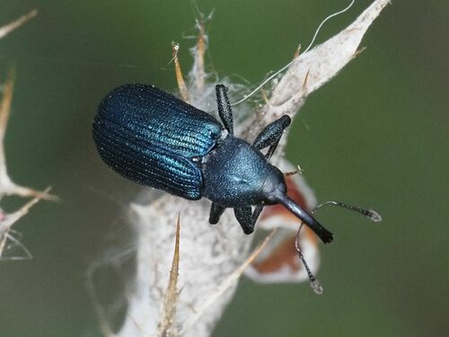 Magdalis frontalis