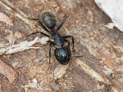 Hairy Carpenter Ant