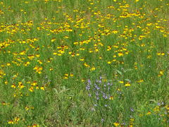 Helenium amarum badium