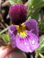 Viola beckwithii