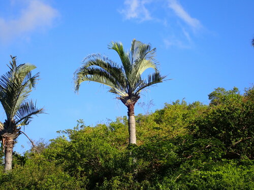 Dypsis decaryi