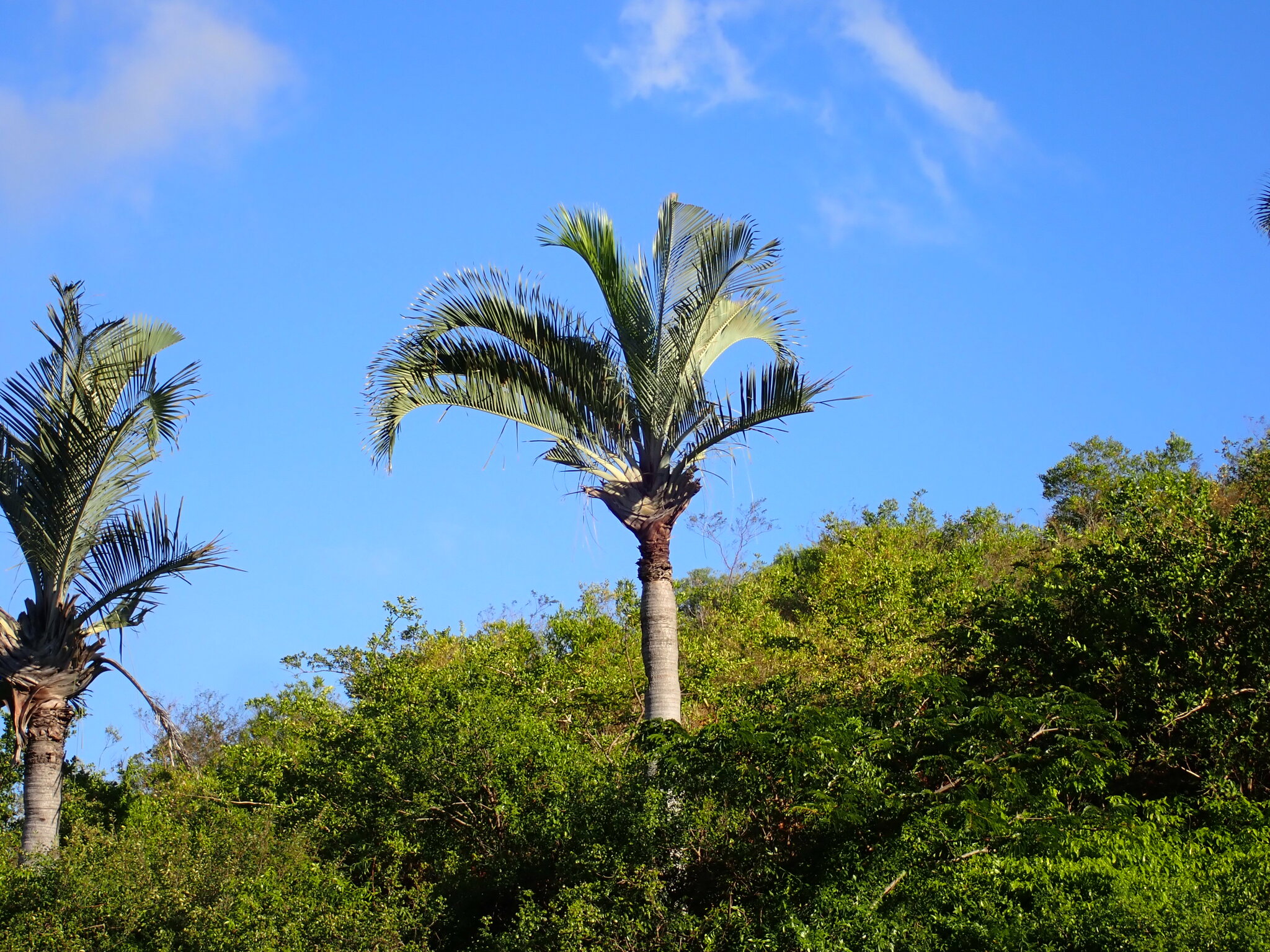 Imagem de Palmeira triangular
